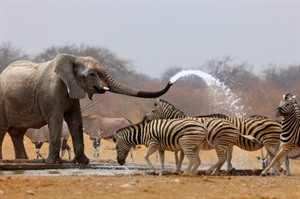 Elephant & Zebra