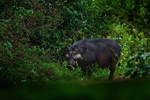 Giant Forest hog, one of the park's more unusual mammal attractions