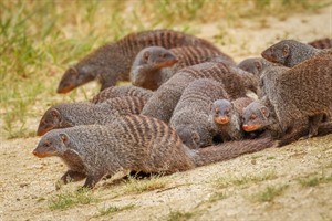 There is a research programme in the park studying Banded mongoose