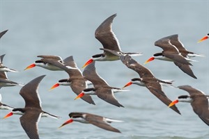 African skimmers flying over Kazinga Channel