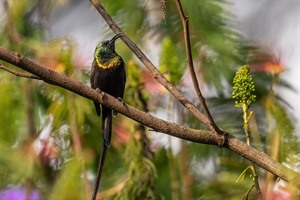 Bronze sunbird, Bwindi