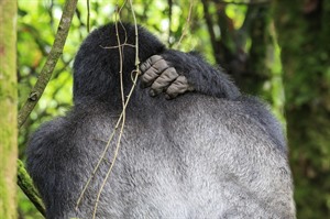Silverback Mountain gorilla, Bwindi