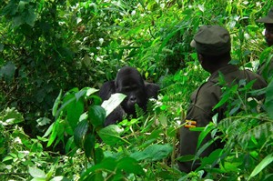 UWA ranger and Mountain gorilla watching one-another in Bwindi