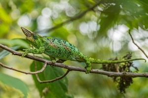 Johnston's chameleon, Bwindi