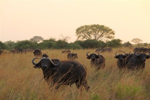 Cape buffalos, Ishasha.