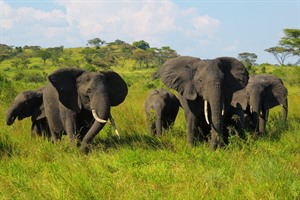 African bush elephants are found in Queen Elizabeth National Park