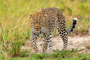 Queen Elizabeth NP is an excellent location for Leopard