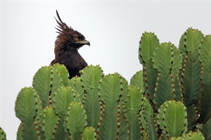 Long-crested eagle in Candelabra tree