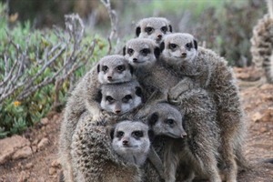 A huddle of Meerkats