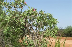 'Desert rose' near Buska Lodge