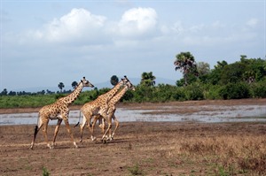 Giraffe in the Selous Game Reserve, Tanzania