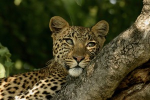 Leopard in a tree in the Selous Game Reserve, Tanzania