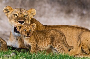 Lioness and her cub, Selous, Tanzania