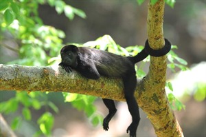 Howler monkey,Monteverde Cloud Forest