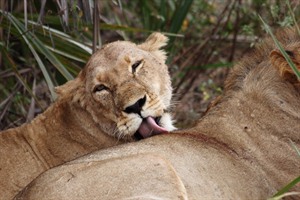 Lion in the Selous National Park
