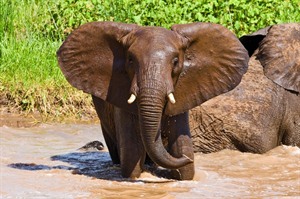 Elephants of Tarangire National Park