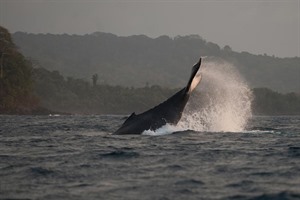 Humpback whale, Principe Island