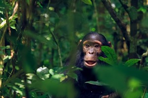 Chimpanzees in Kibale Forest