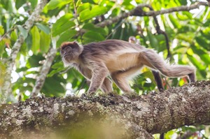 Ashy Red colobus in Kibale Forest