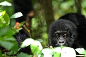 Mountain gorilla juvenile, Bwindi