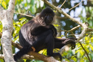 Grey-cheeked mangabey, one of several monkeys resident in Kibale