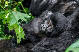 Mountain gorillas, Bwindi