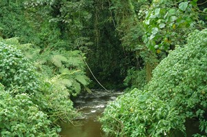 Exquisite rainforest scenery at Bwindi