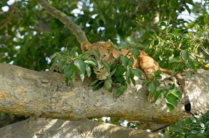 Tree climbing lions in Queen Elizabeth National Park