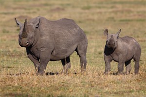 The critically endangered Black rhino finds sanctuary in Masaai Mara