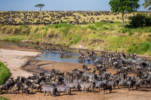 Huge herds of Blue wildebeest and Common zebra thrive in the Mara