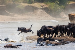 Wonderful!: Blue wildebeest migrating over the Mara River