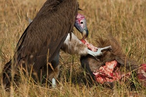 The Endangered Lappet-faced vulture finds sanctuary in Masaai Mara