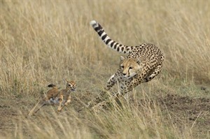 Cheetah in hot pursuit of a young Gazelle, Masaai Mara