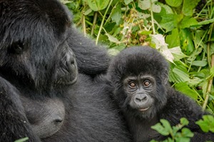 In 2019, Bwindi's Gorilla population was at 459. (Gorillla Fund)