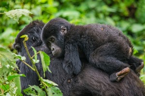 Bwindi's habituated Gorillas are in Buhoma, Rushaga, Ruhija & Nkuringo