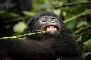 Gorillas are the backbone of Uganda's thriving tourism industry