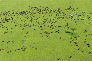 The famously aggressive African buffalo forms herds of 1000+ strong