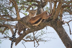 Masaai Mara is productive for African leopard sightings.