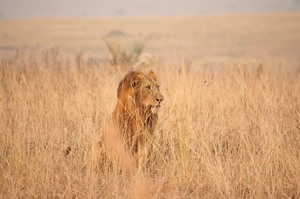Uganda Wildlife &amp; Conservation Small Group Tour, October 2022 10