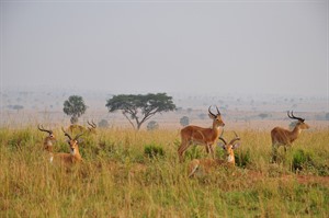 Uganda Wildlife &amp; Conservation Small Group Tour, October 2022 6