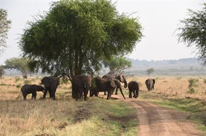 Uganda Wildlife &amp; Conservation Small Group Tour, October 2022 7