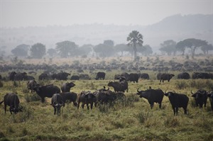 Uganda Wildlife &amp; Conservation Small Group Tour, October 2022 8
