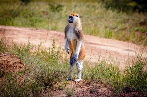 Fastest of all primates, Patas monkey is seen in Murchison Falls NP