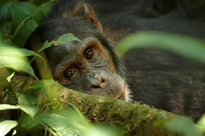 Kibale has a thriving population of some 1,200 Chimpanzees