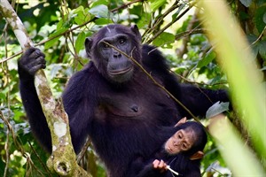5 groups of Kibale's Chimps have been fully or partly habituated.