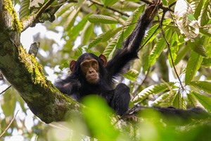 Kibale is arguably the best place in which to see wild Chimpanzees