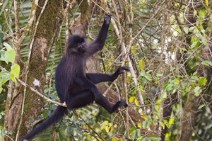 Uganda crested managabey, one of Kibale's 13 primate species
