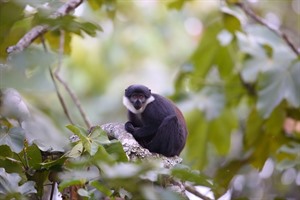 L'Hoeste's monkey can be seen in Kibale and Bwindi National Parks