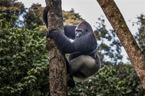 Lowland gorilla silverback climbing, Odzala (Scott Ramsay)