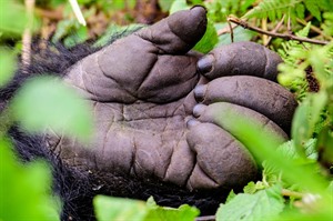 Mountain gorilla hand
